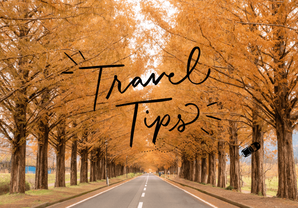 メタセコイア並木 Travel Tips
