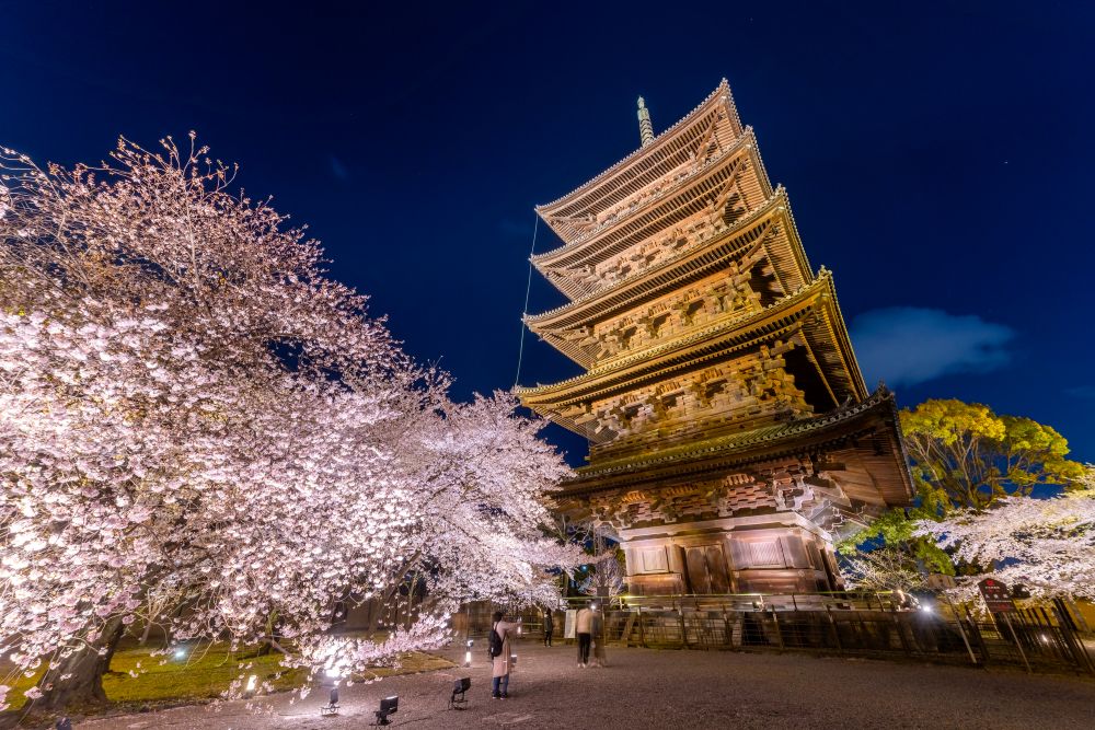 東寺　桜