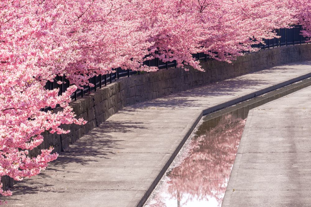 淀水路の河津桜