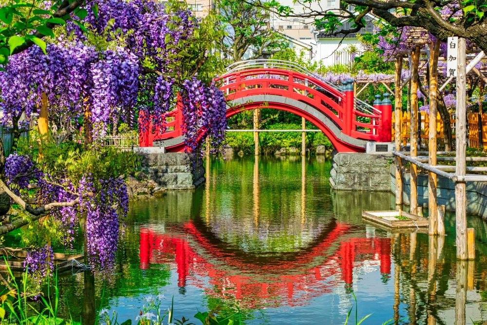 亀戸天神 太鼓橋