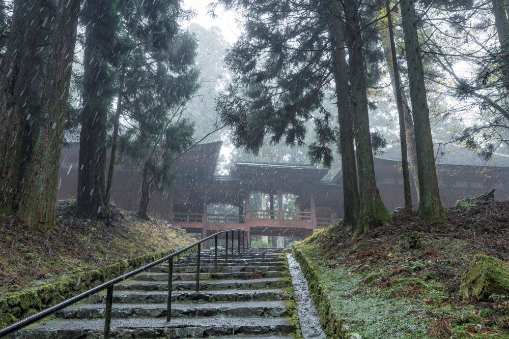 煙雨 比叡の樹林