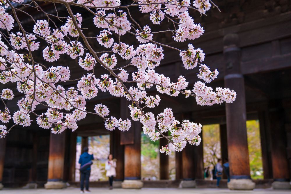 南禅寺の三門に映える桜