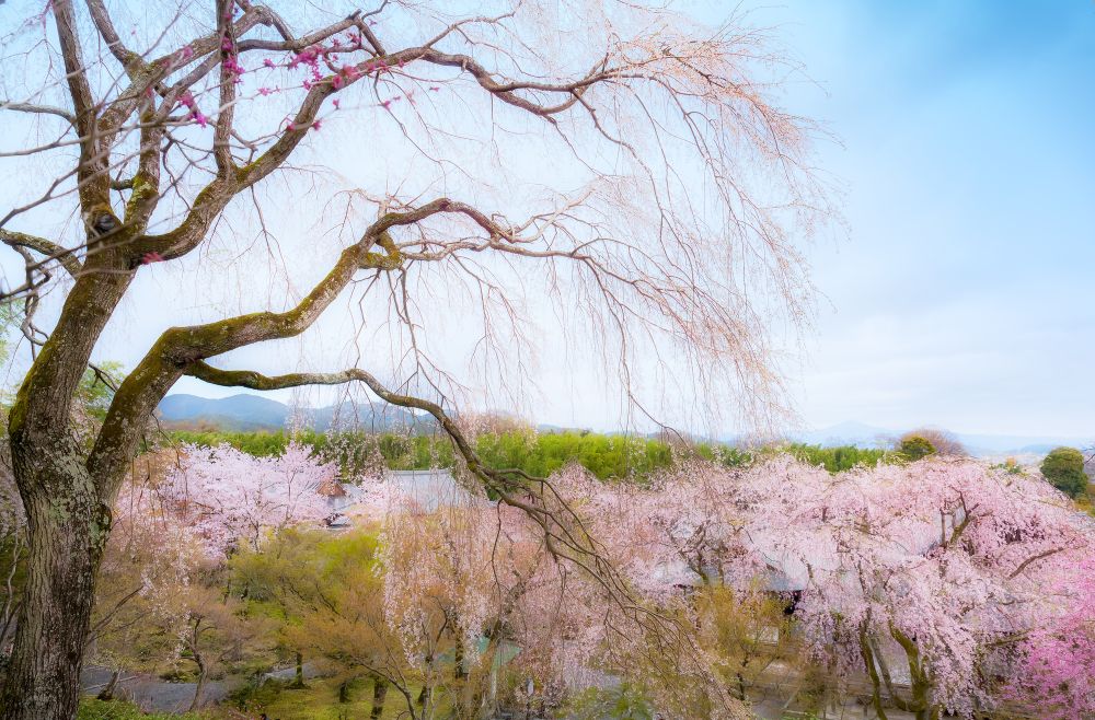 天龍寺