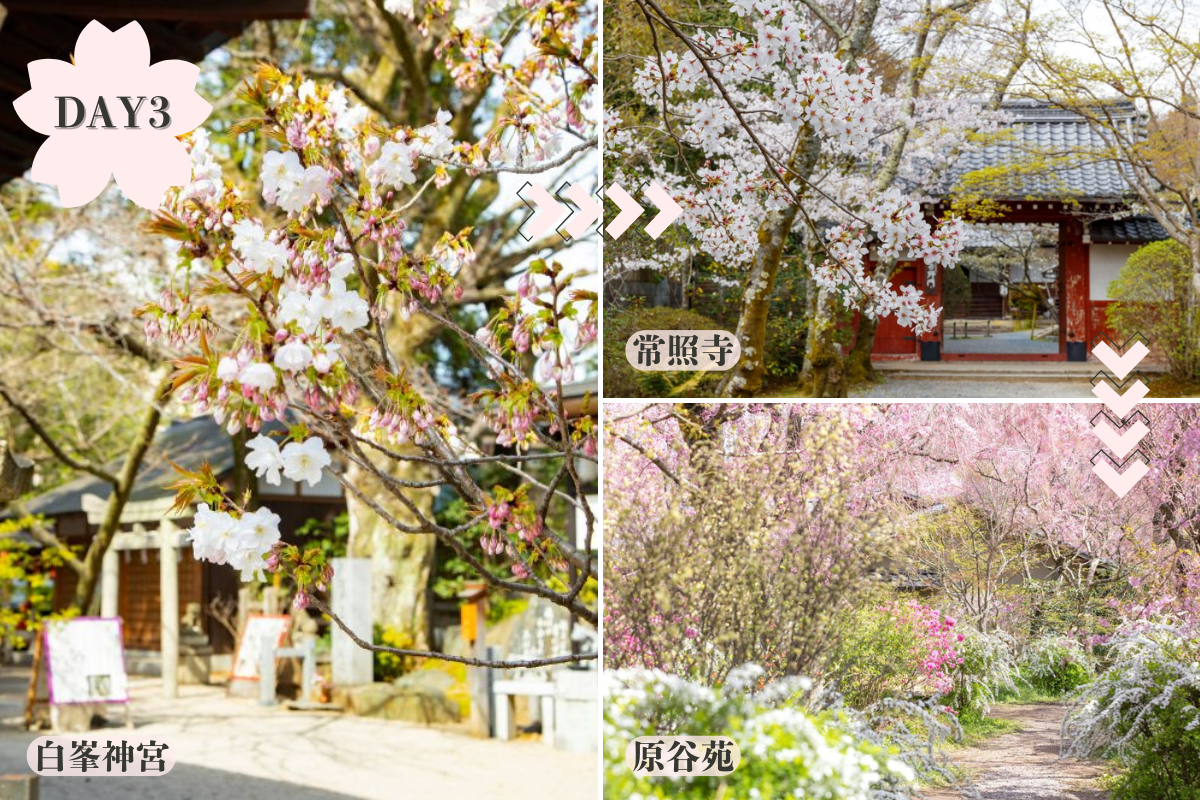 京都お花見モデルコース3日目