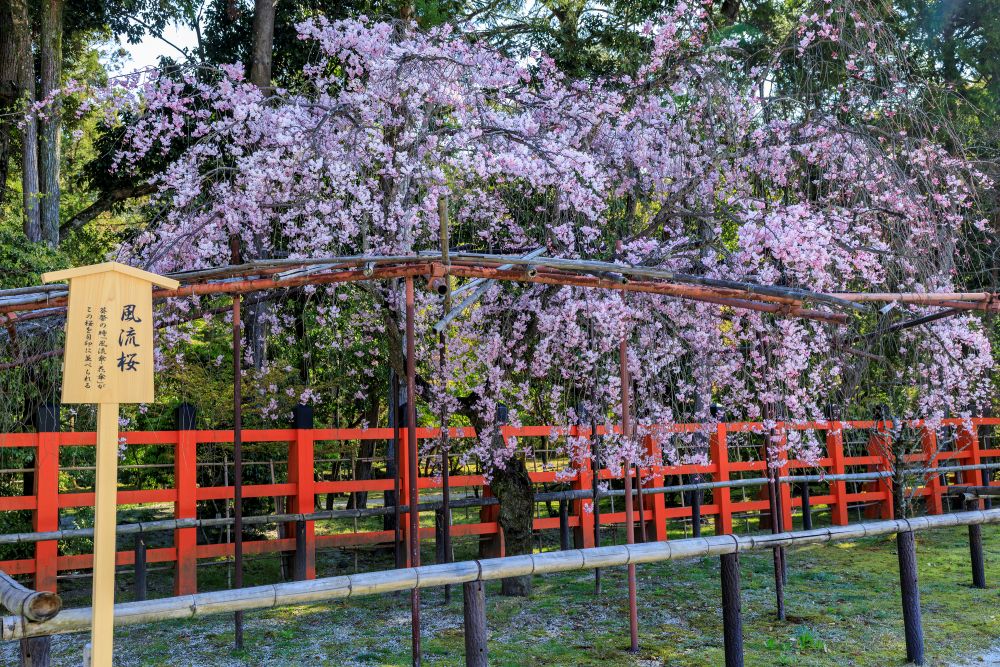 賀茂別雷神社(上賀茂神社)