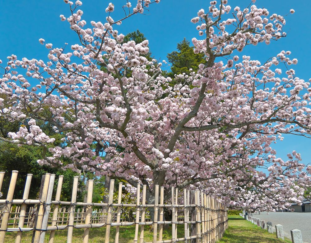 京都御苑