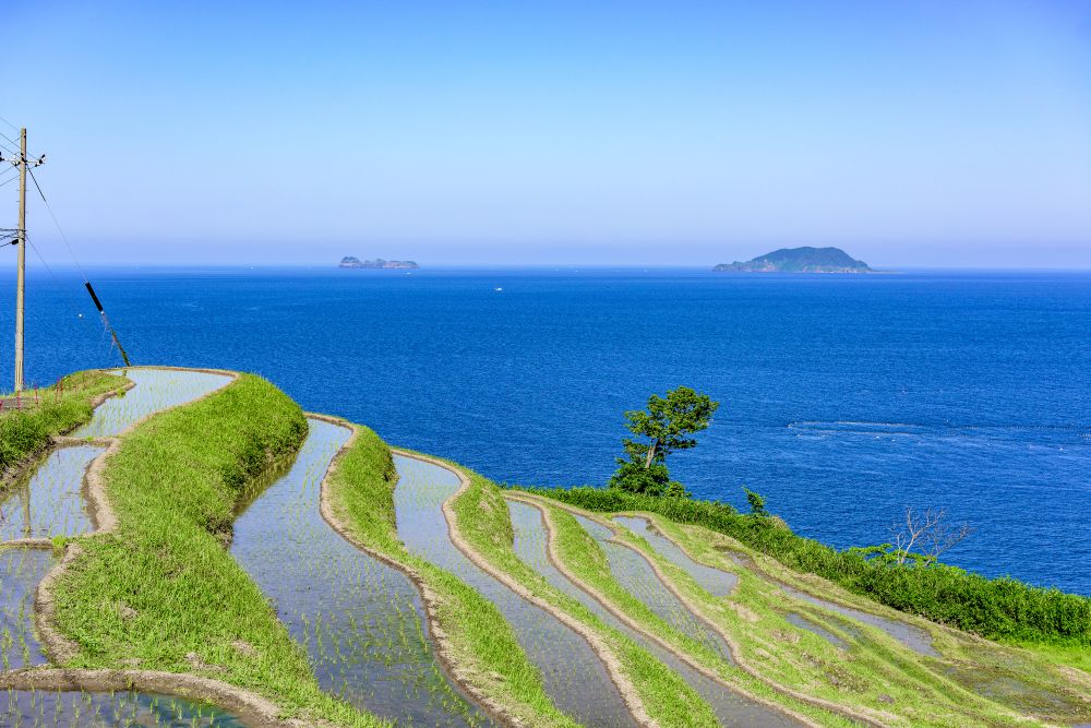 新井の棚田