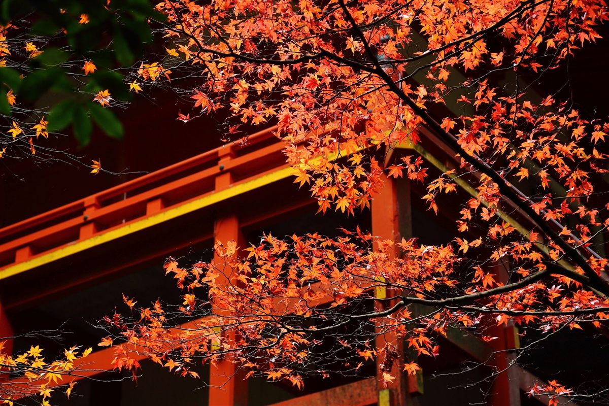 Autumn leaves at Hieizan Enryakuji