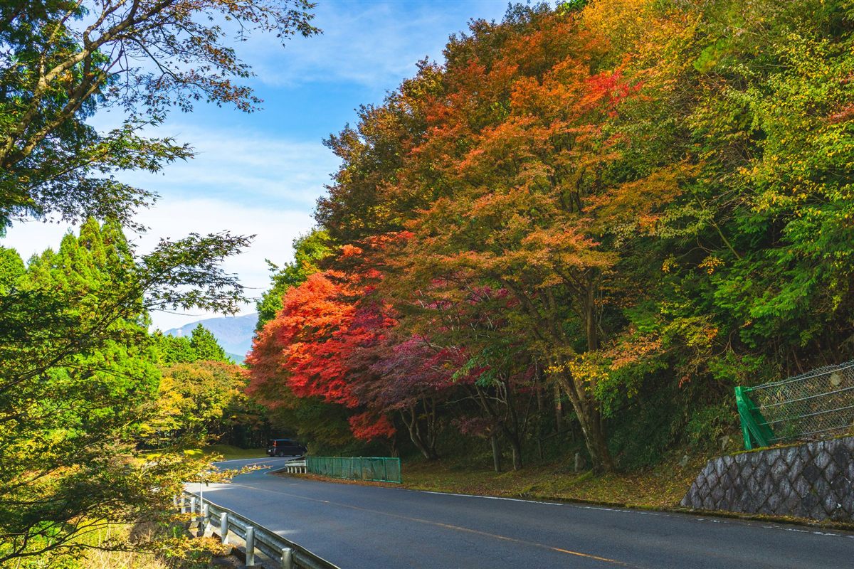Autumn leaves along the Okuhiei Driveway
