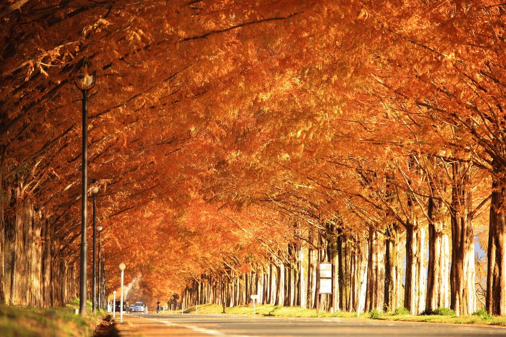 The metasequoia avenue