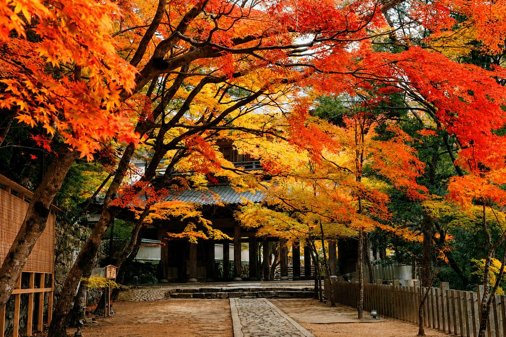 Autumn leaves at Eigenji